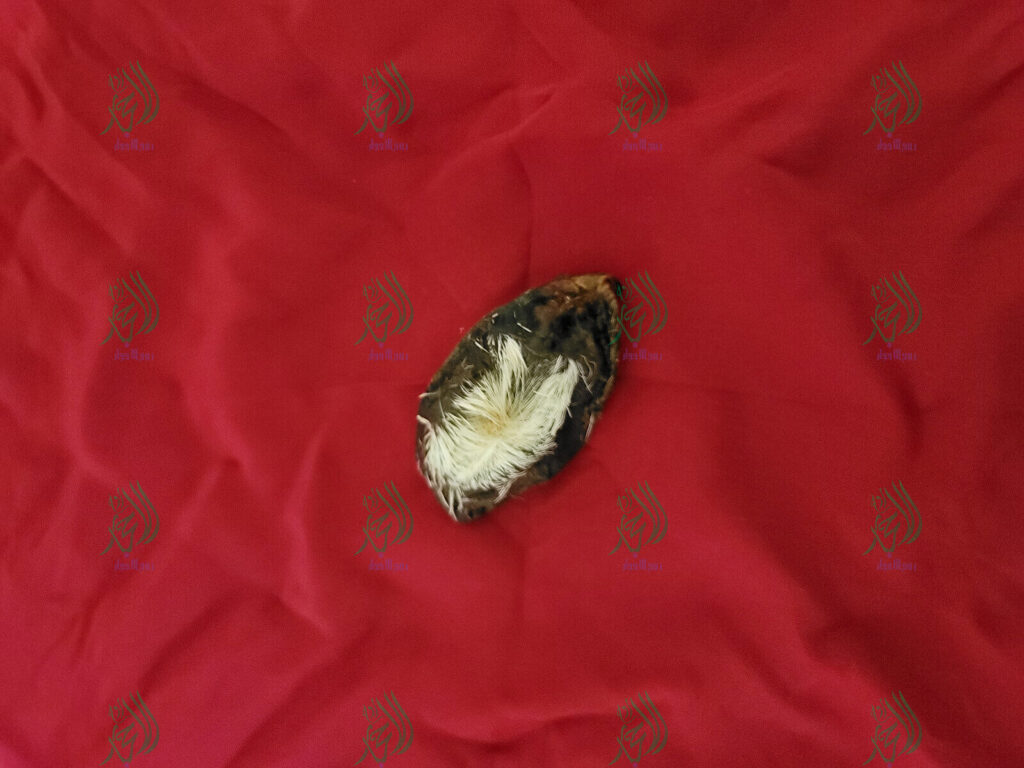 Khodam Djinn — فرج الضبعة ملفوف الحرير الاحمر لاول مرة على المزاد اندر من نادر قطعه واحدة — image 1
