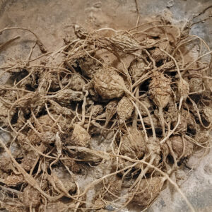 Khodam Djinn — بخور جماجم تم حنه جماجم تم حنة الروحاني الاصلي الطبيعي نادر وقوي جدا — image 1