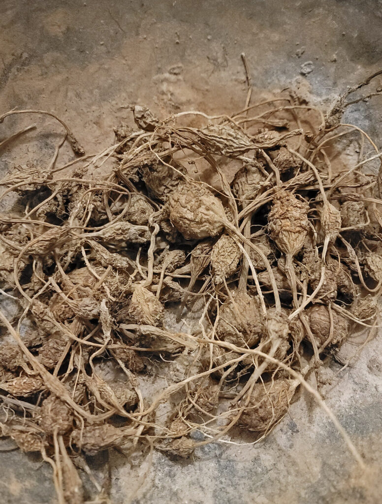بخور جماجم تم حنه جماجم تم حنة الروحاني الاصلي الطبيعي نادر وقوي جدا — Khodam Djinn