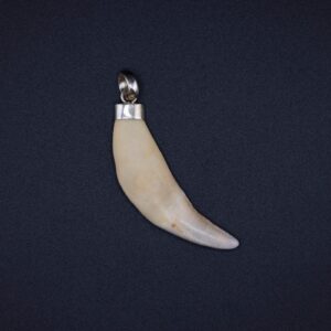 ناب الذييب روح الذييب العملاق الاصلي النادر الروحاني الرهيب يخيف الجن تحصين شديد — Khodam Djinn