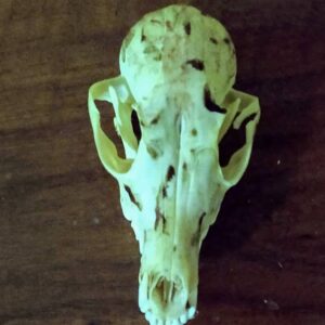 Khodam Djinn — Haunted Spiritual Grey Fox Attunement Empowerment Power Energy Totem Animal — image 1
