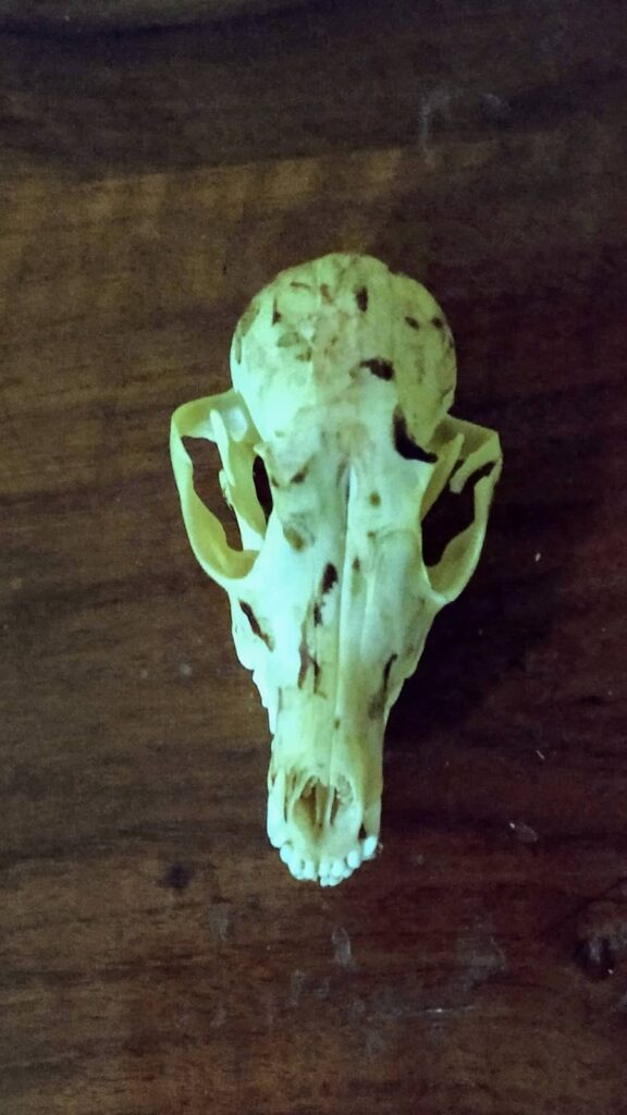 Haunted Espiritual Gris Fox Attunement Empoderamiento Energía Totem Animal — Khodam Djinn